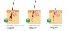 cycle de vie dun cils