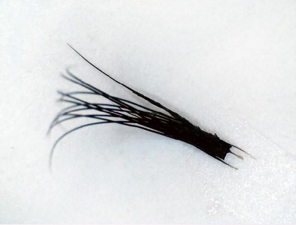 cils pour extension cils